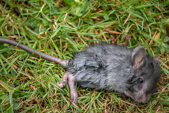 a close up of a wounded gray mouse