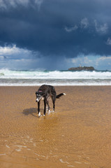 a greyhound walking on the beach of somo, cantabria in a stomy day