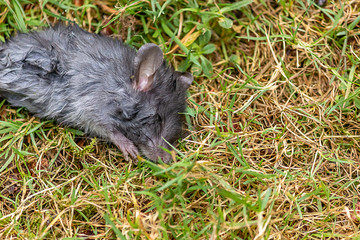 a wounded gray mouse on a yellow lawn