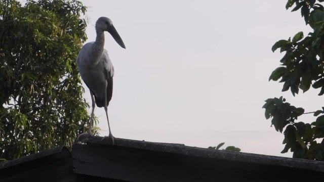 Open-billed stork staying on the roof 2