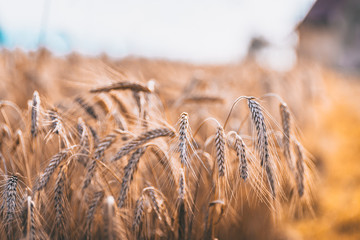 Feld im Sommer