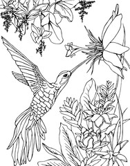 Hummingbird flying under the flowers and drinking nectar. Zentangle, doodle and line art. Coloring book page for adult.