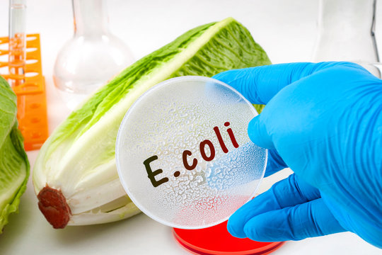 E. coli outbreak concept theme with scientist testing romaine lettuce for Escherichia coli bacteria in a lab, surrounded by chemistry flask and test tube and wearing blue latex protective gloves