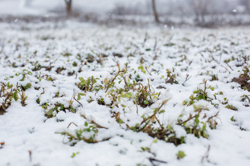 Agricultural fields covered with fine snow. Spring fields.
