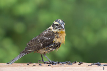 An immature Black-headed Grosbeak
