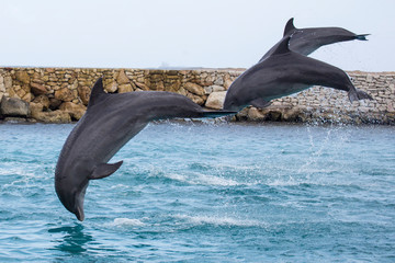 Drei Delfine springen im Meer