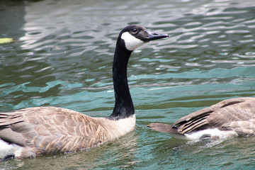 Obraz premium canada goose canadensis