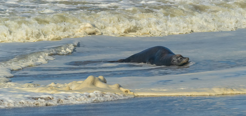 sea lion basking in the shallow waves on the beach