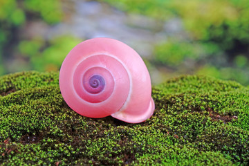 Shells / Snails : Pink tree snails (Calocochlia festiva) beautiful snails from Luzon island, philippines, endagered species , rare and protected.