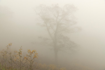 Fototapeta na wymiar Morning fog along Blue Ridge Parkway; Virginia
