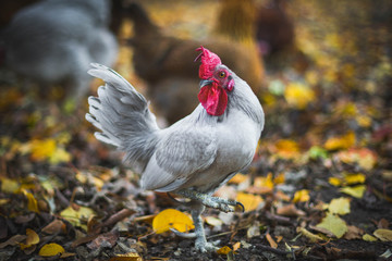 Grey rooster bantam