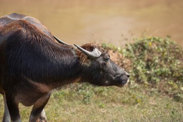 Buffalo full.