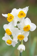 Winter flower "Narcissus"