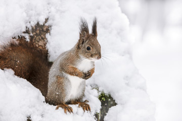 Naklejka na ściany i meble red squirrel sitting on tree trunk covered with white snow. closeup view