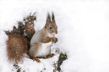 Naklejka na ściany i meble funny red squirrel sitting on tree trunk covered with white snow with nut in paws, closeup view