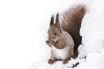 Naklejka na ściany i meble hungry red squirrel sitting on tree trunk in snow with nut, closeup view