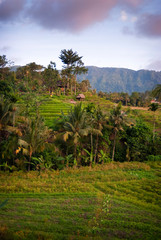 Fototapeta na wymiar Farming the rice terraces in the Village of Sidemen, Bali. Eastern Bali boasts some of the most beautiful and dramatic rice fields in all of Indonesia. Perfectly manicured terraces of verdant green.