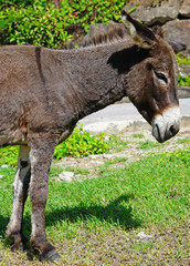 Fototapeta premium View of a wild donkey by the road near Charlestown in Nevis, St Kitts and Nevis
