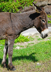 View of a wild donkey by the road near Charlestown in Nevis, St Kitts and Nevis