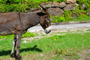 Fototapeta premium View of a wild donkey by the road near Charlestown in Nevis, St Kitts and Nevis