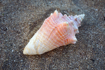 Pink conch shell on a black sand beach in Nevis 