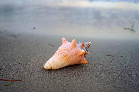 Pink conch shell on a black sand beach in Nevis 