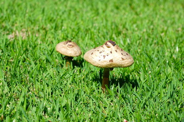 Wild mushroom with pointed caps growing in the grass after the rain