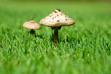 Wild mushroom with pointed caps growing in the grass after the rain