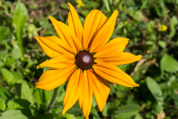 Yellow flower, Black Eyed Susan