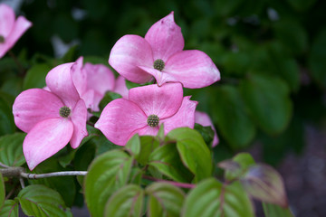 Brilliant pink Dogwood Blossoms