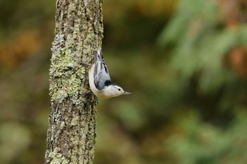 The white-breasted nuthatch (Sitta carolinensis) small American song bird