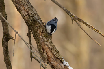 The white-breasted nuthatch (Sitta carolinensis) small American song bird