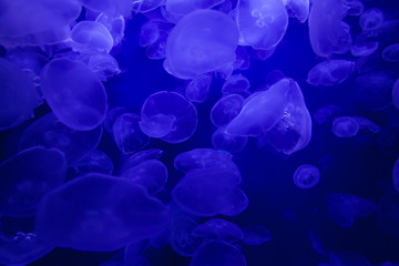 Jellyfish