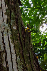 Flower in a wood bark