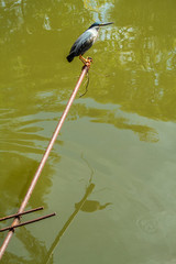 Butorides striata as known as socozinho.