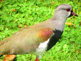 Queltehue. Native Birds in Chile. Nature