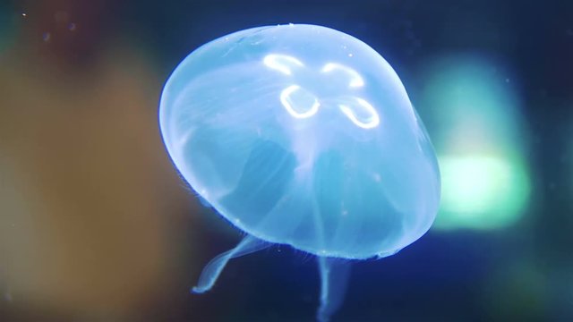 Jellyfish in the water in 4k slow motion 60fps