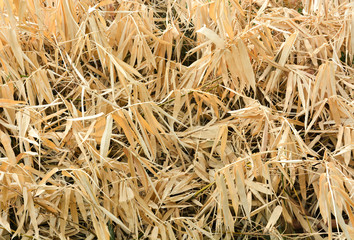 pile of dry bamboo branch and leaves for background