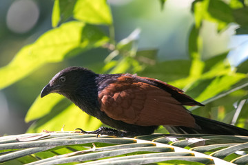 Crow Pheasant