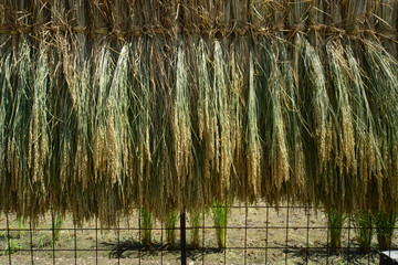 Fototapeta premium Rice reaping-2