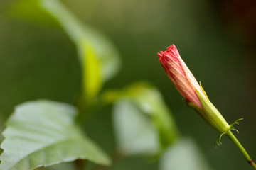 Hybiscus bud- Red Flower Bud