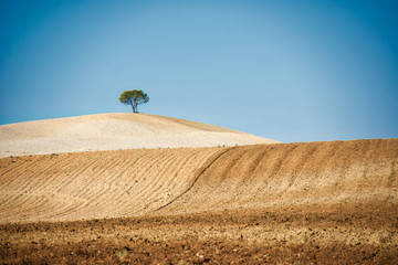 Lonely tree in a desolate field