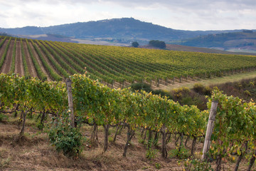 Fototapeta na wymiar Vineyards in the Tuscan hills