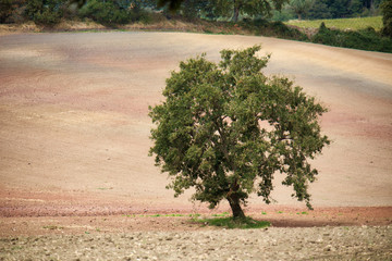Lonely tree in a desolate field