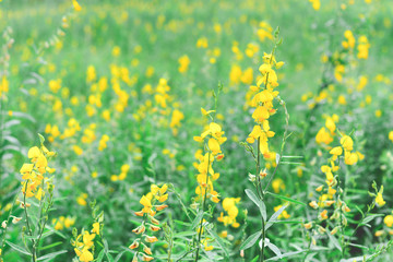 sunhemp flower field(crotalaria juncea ,Indian hemp or madras hemp) with solf pastel tone (selective focus)
