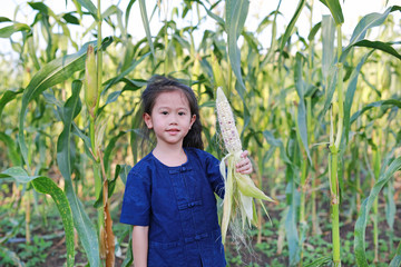 Little farmer harvest fresh corn on agriculture plantation.