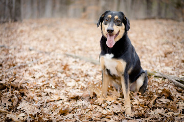 Beautiful german shephard mix hiking in the forest