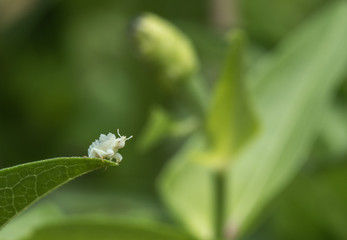 Jagged ambush bug nymph