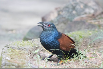 Crow Pheasant 