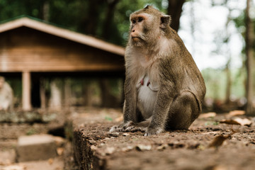Monkey's of Siem Reap